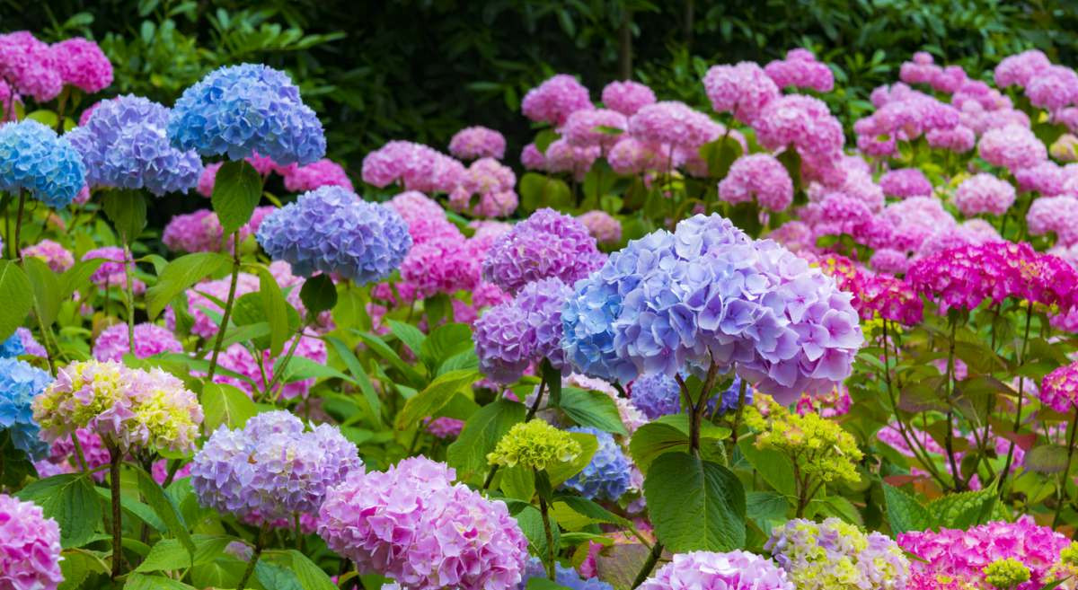 Las 15 Flores Más BONITAS