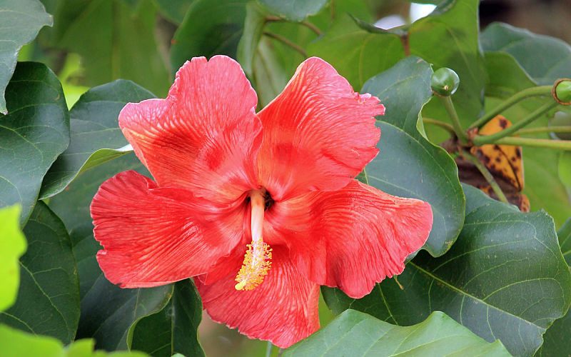 Árboles y Flores de Puerto Rico