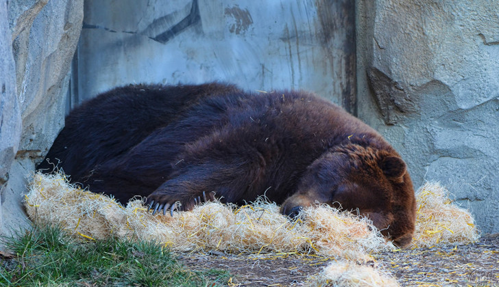 Cómo sobrevive el oso durante la hibernación?