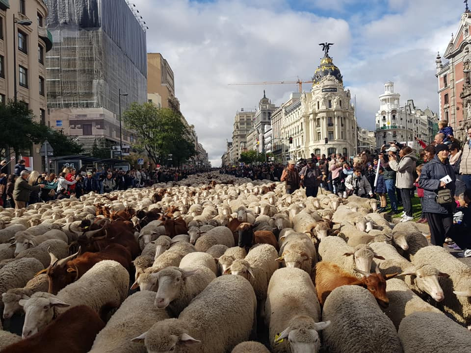La trashumancia conquista Madrid con 2.000 ovejas y cabras llegadas de
