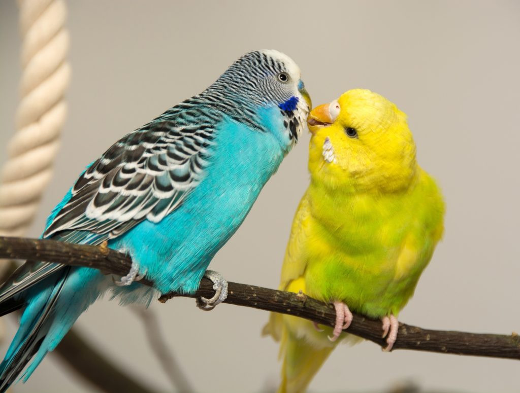 Diferencia entre canarios y periquitos
