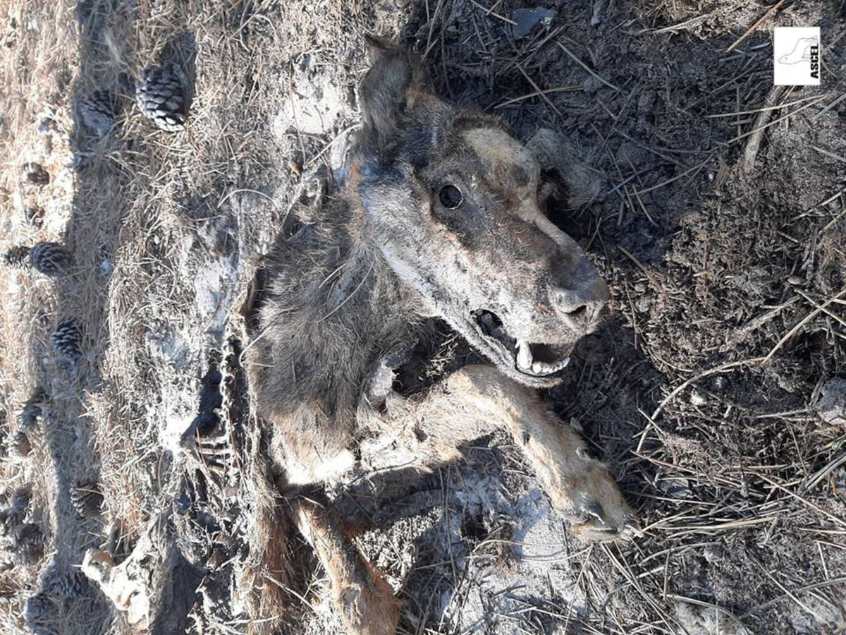 ASCEL denuncia hallazgo lobo muerto Tierra Pinares Valladolid (1)