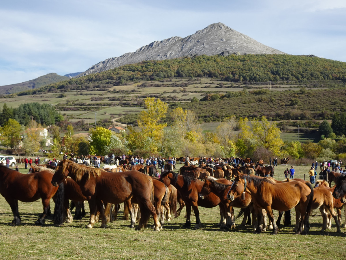 Feria del caballo la pernia