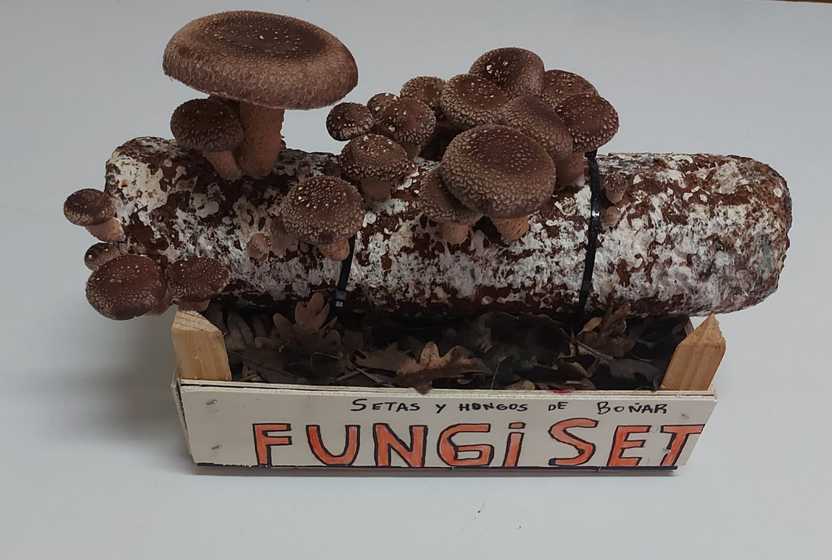 Fungi set setas y hongos bou00f1ar seta shiitake