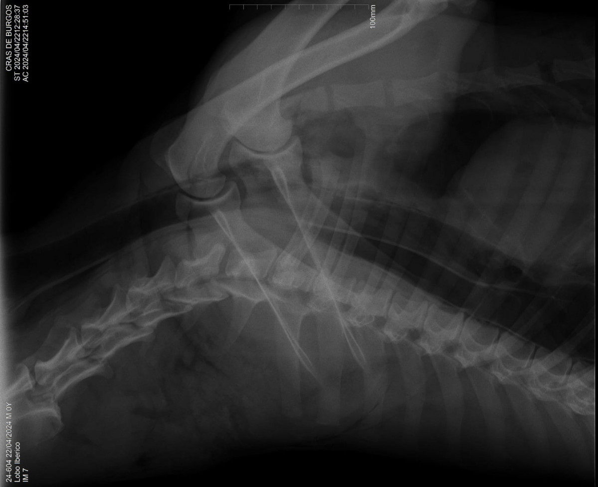 Radiografias lobo (2)