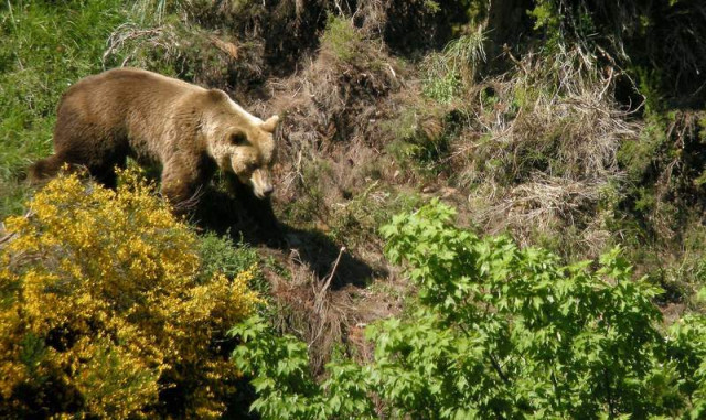 Ecoturismo osos