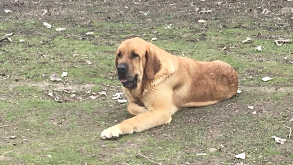 Perro desaparecido febrero 19