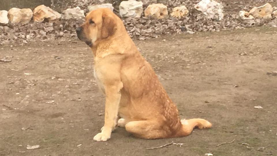 Perro desaparecido febrero 19 2