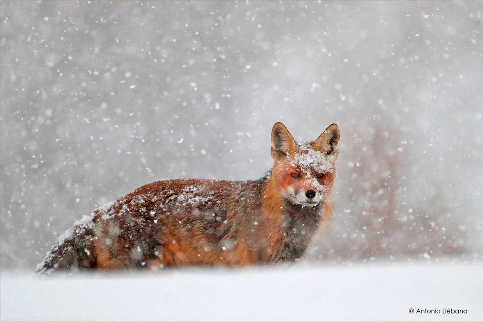 Zorro en la nieve antonio liebana