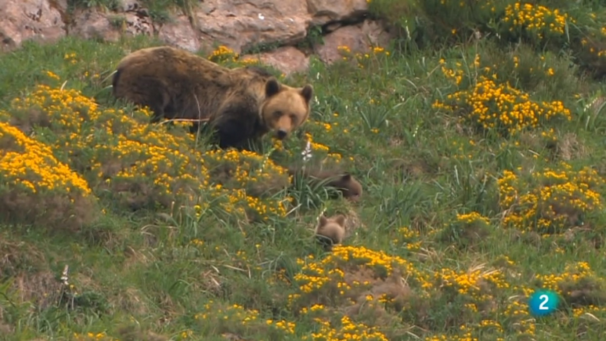 Picos de europa oso que animal