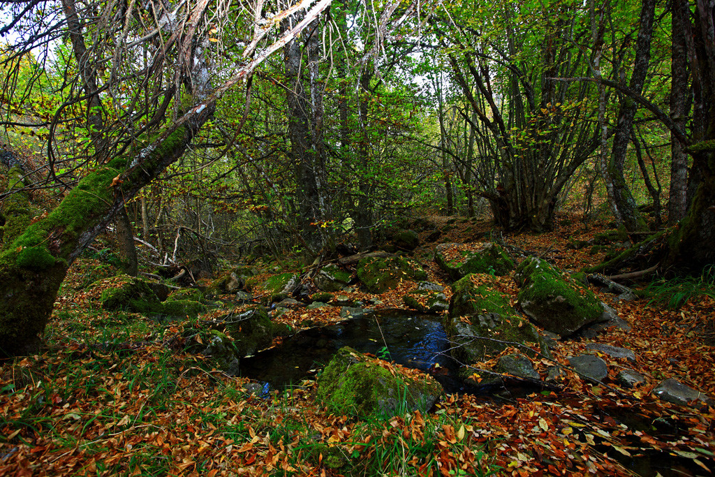 Reserva de la Biosfera del Alto Bernesga05. Faedo de La Boyariza