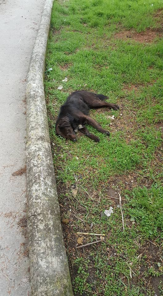 Perro muerto cistierna 2 miguel barreiro