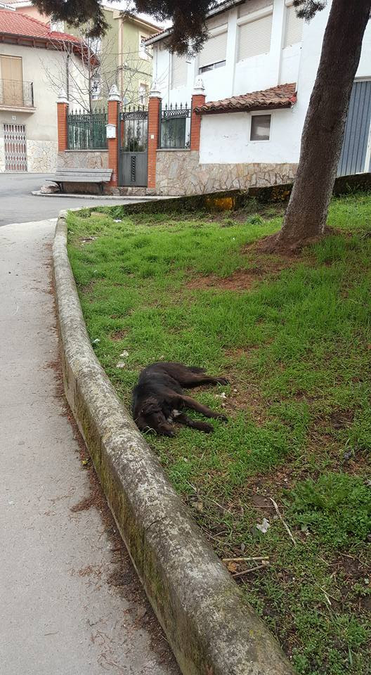 Perro muerto cistierna 1 miguel barreiro