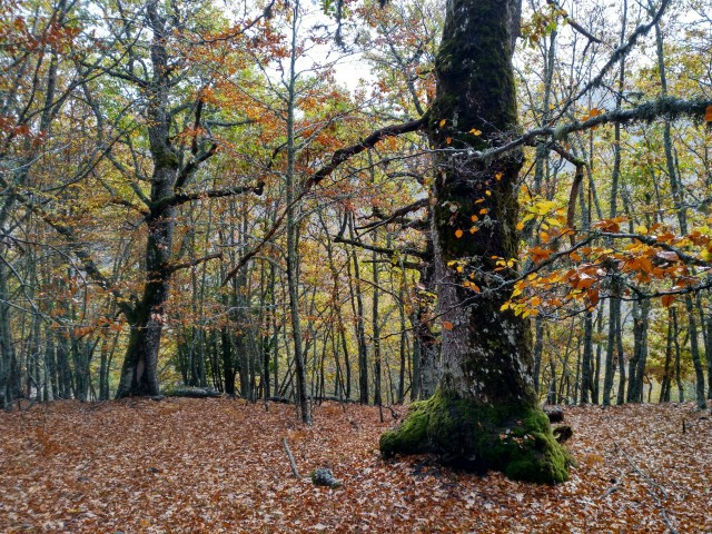 Bosque de hormas diario de valderrueda 1