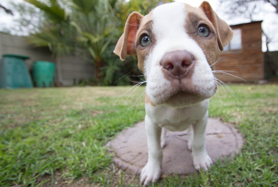 Pitbull mascotas 16j