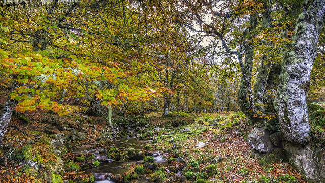 Bosque cuestafria javier diez barrera