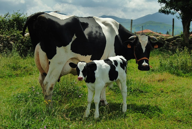 Vacuno de leche