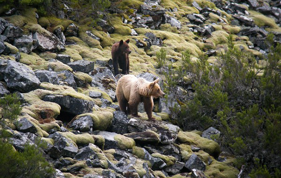 Oso en laciana 2