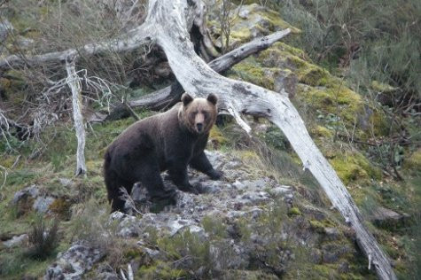 Oso pardo