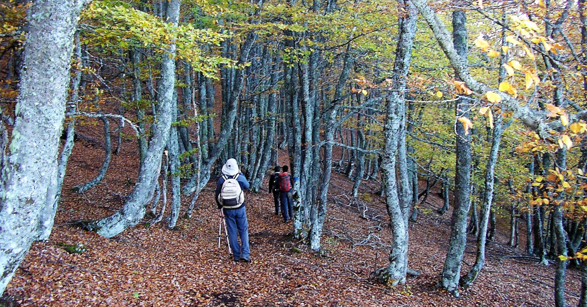 Bosque