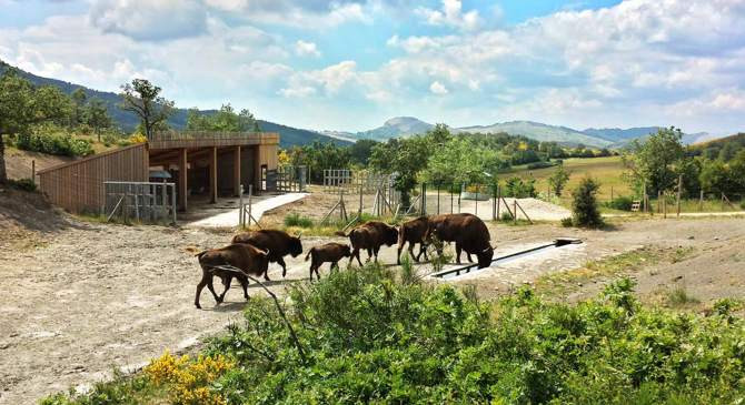 Reserva bisontes palencia web