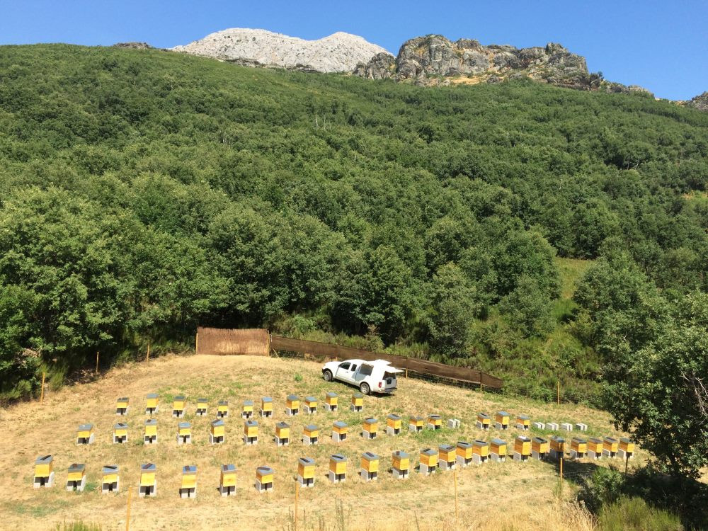 Miel bosques del torio vegacervera