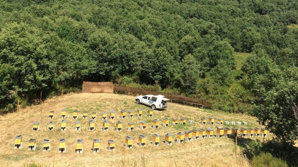 Miel bosques del torio vegacervera (2)