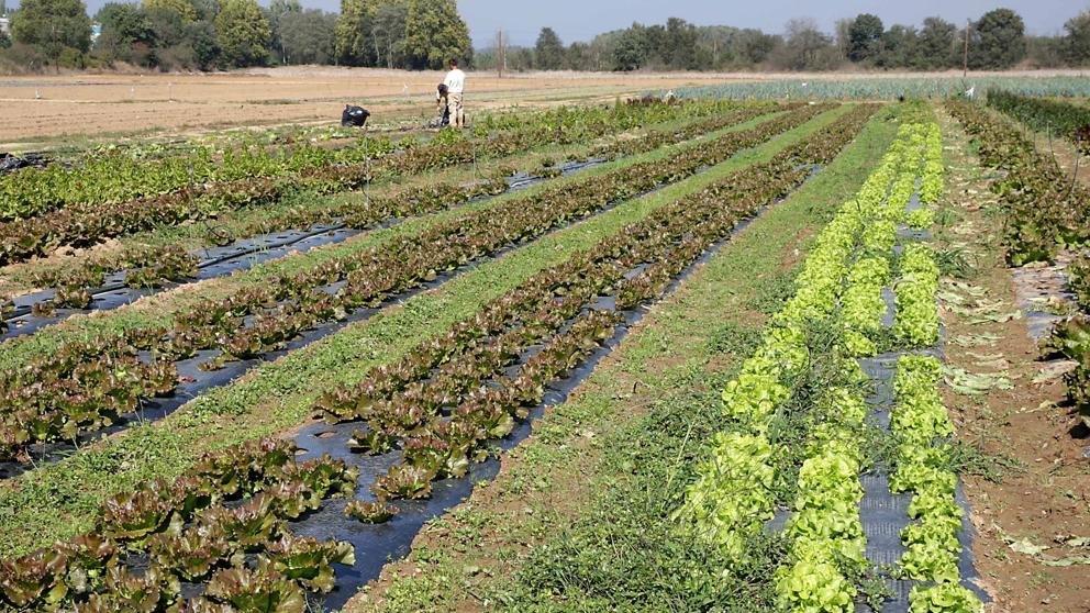 Lavanguardia produccion ecologica