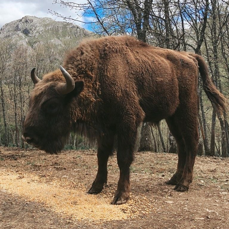 Bisonte guzman