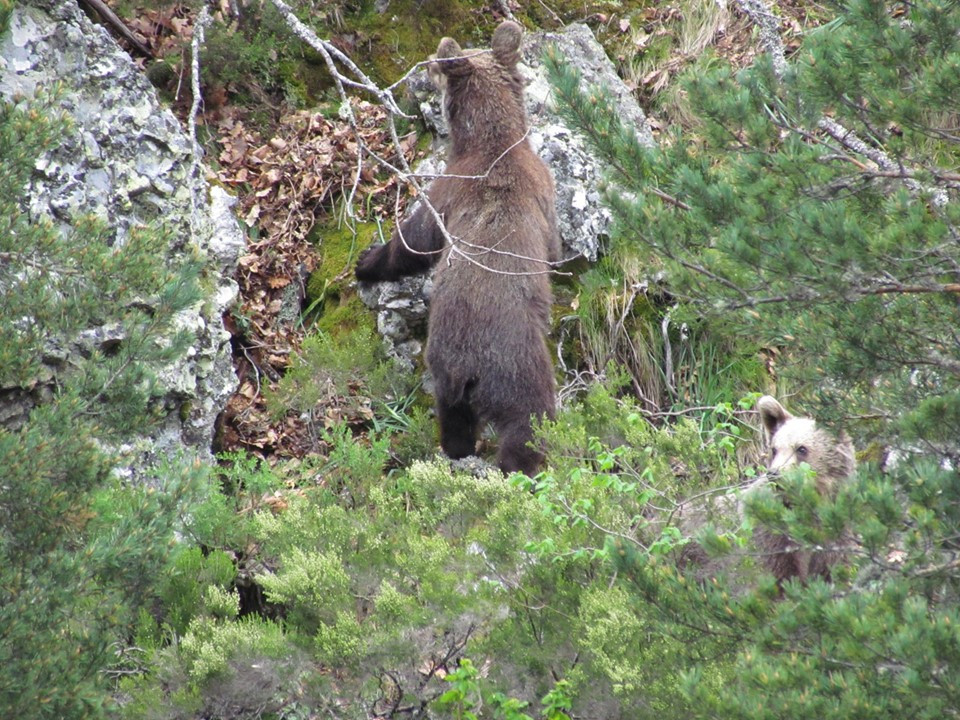 Oso pardo portilla 2