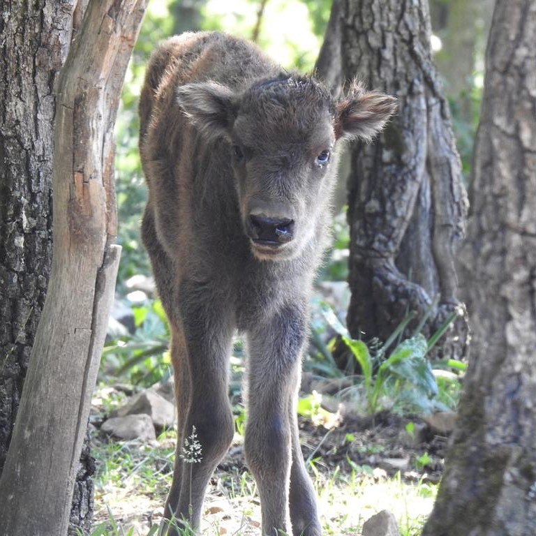 Sancha 2019 museo fauna salvaje