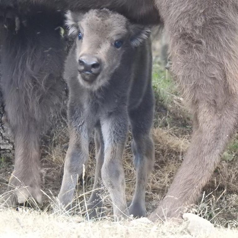 Nuevo bisonte valdehuesa