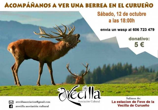Berrea curueu00f1o