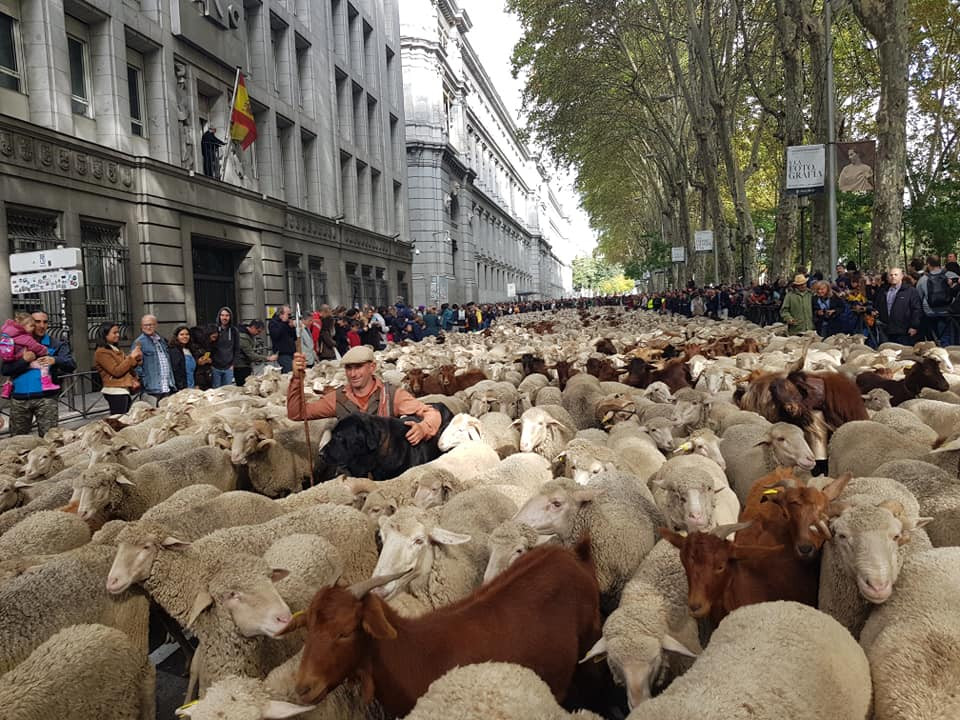 Trashumancia madrid 1