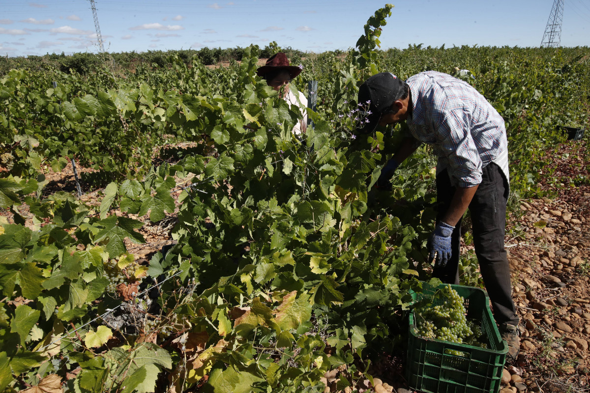 Vendimia manual de uva Albarín en un viñedo de la Denominación de Origen León