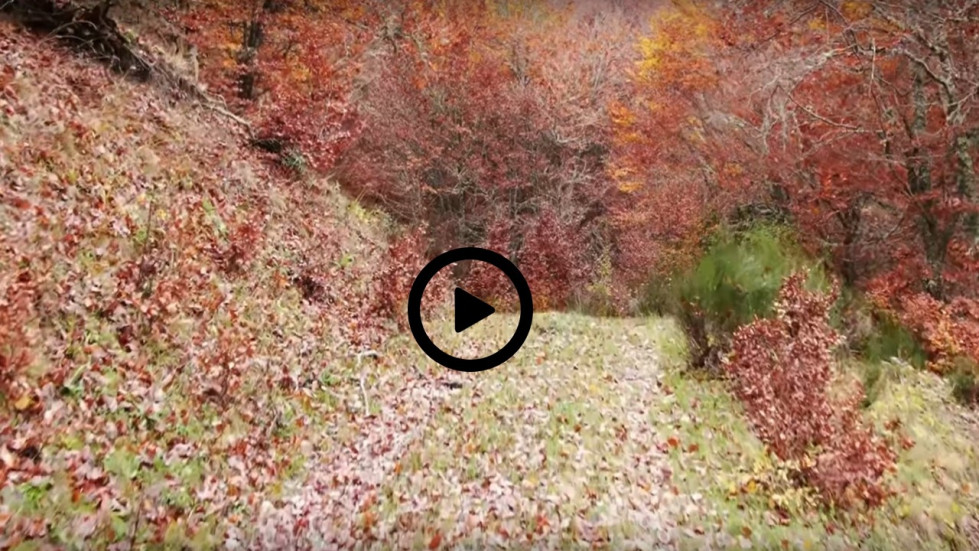 Dron pico yordas video noviembre 2019