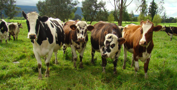 Ganaderia bovina