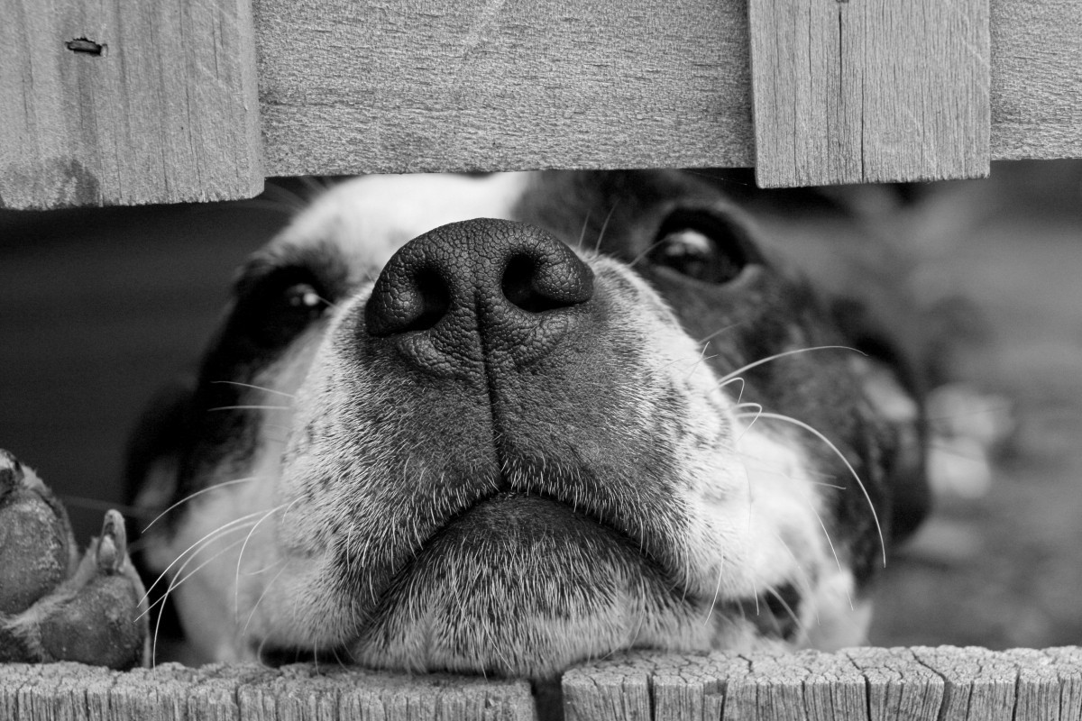 Dog cute pet 1232104