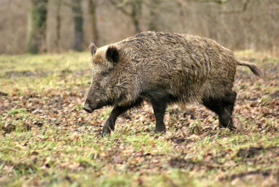 Jabali 1