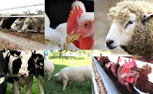 Animales de granja