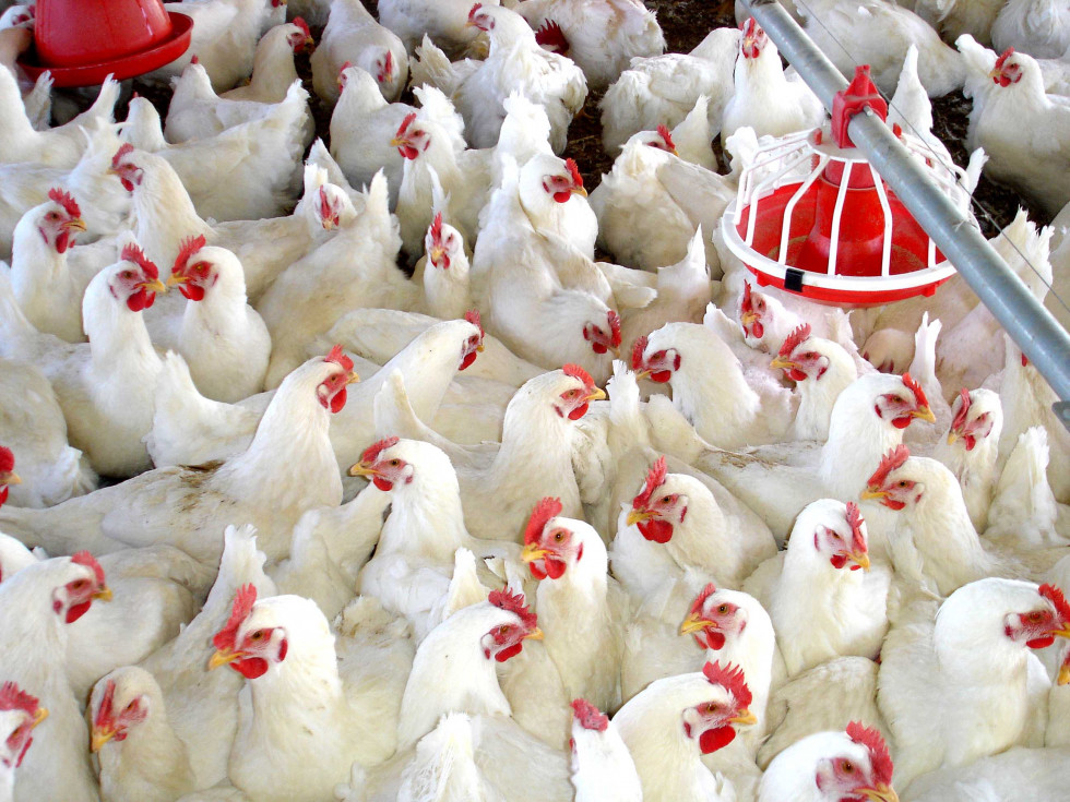 Granja de pollos