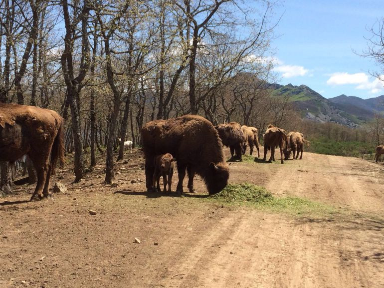 Bisontes museo