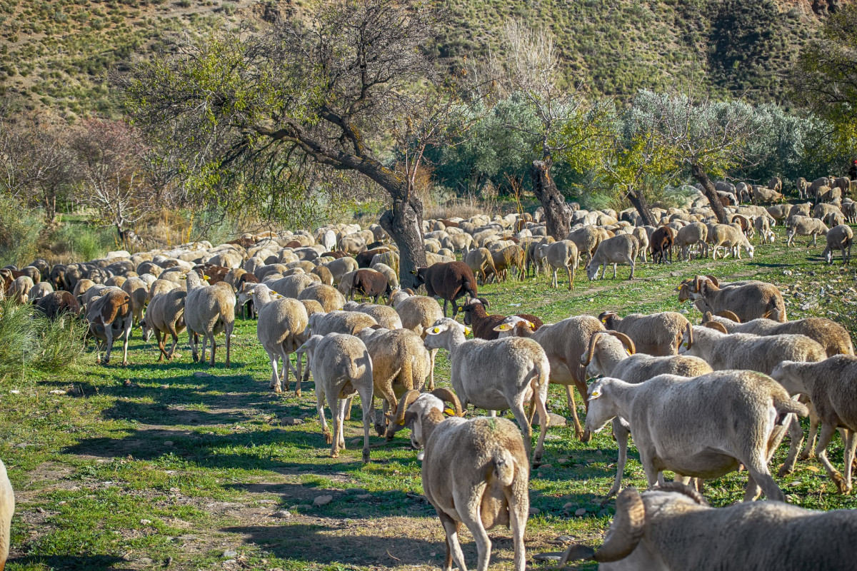 Trashumancia (1)