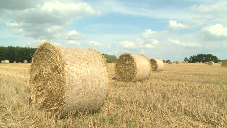 Paja campo