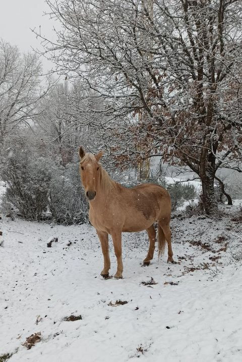 Morgovejo   Equnaturocio 2