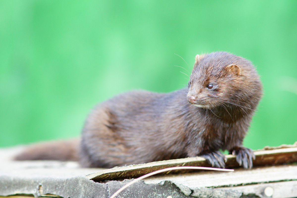 American mink geograph.co.uk 2083077