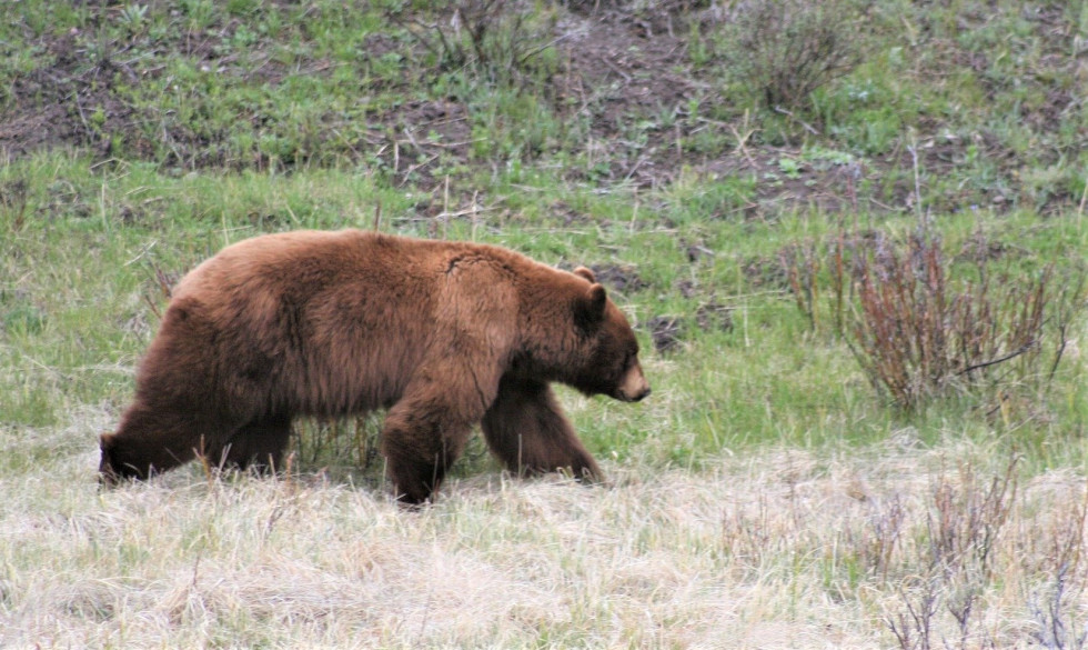 Oso pardo