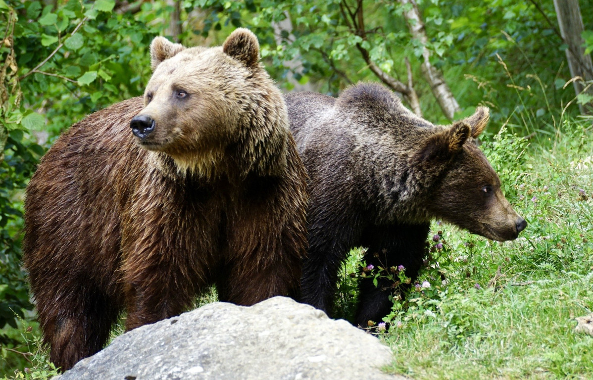 Ejemplares de osos pardos