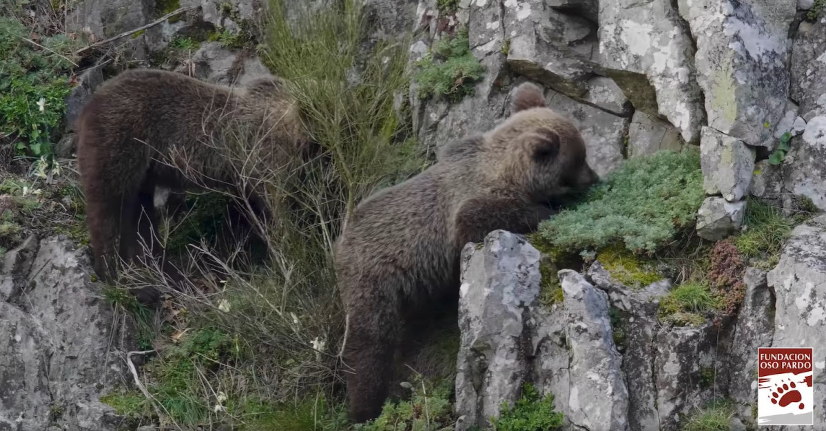 Oso pardo marzo 2021