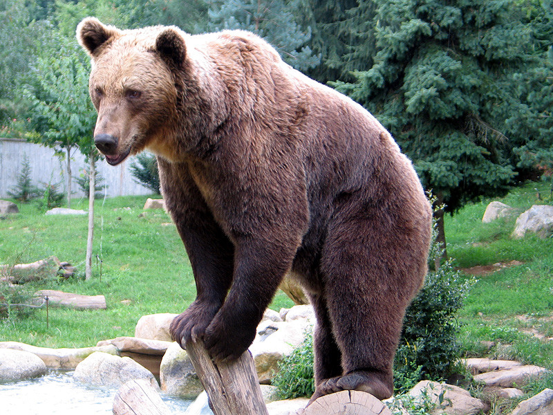 Oso pardo abril 2021